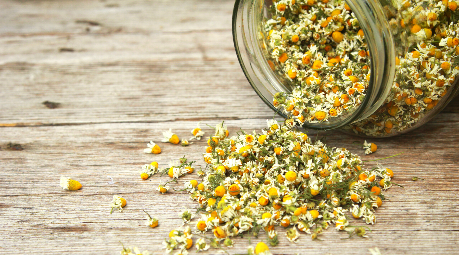 Chamomile