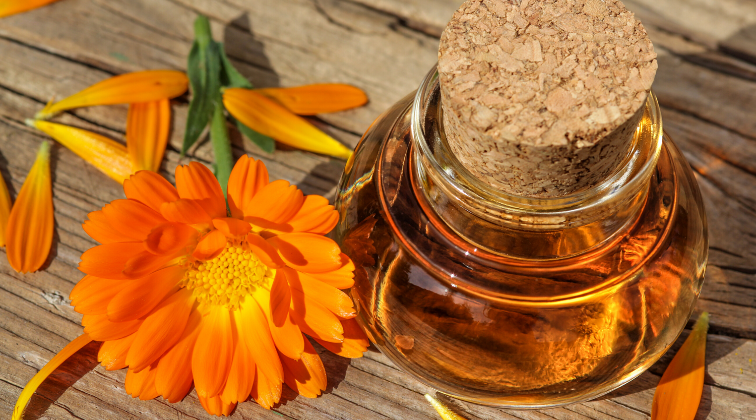 Calendula