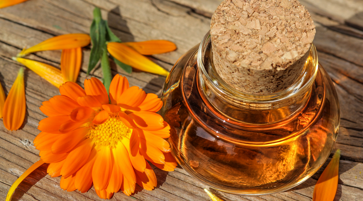 Calendula