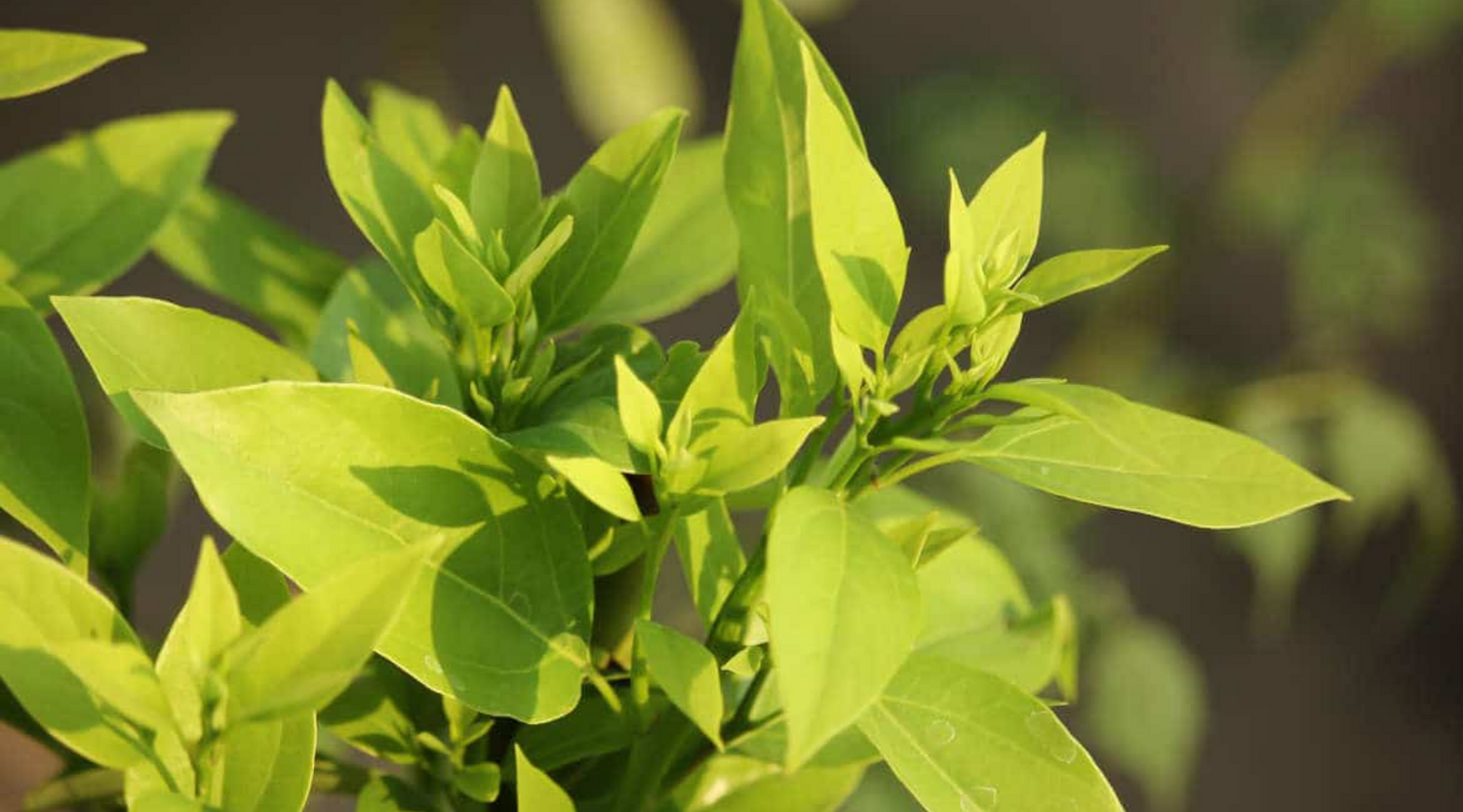 Camphor Tree