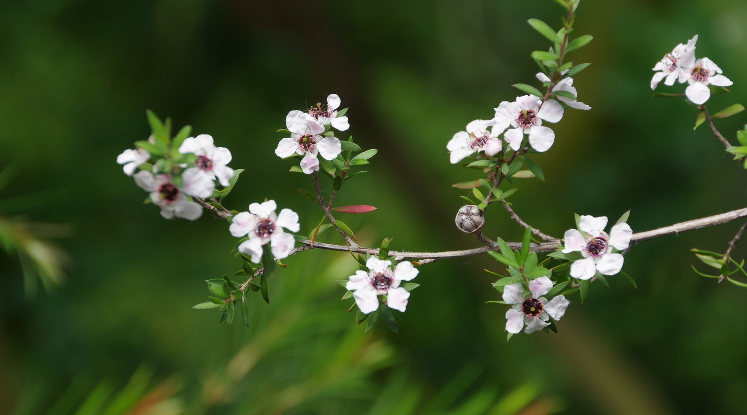 Manuka