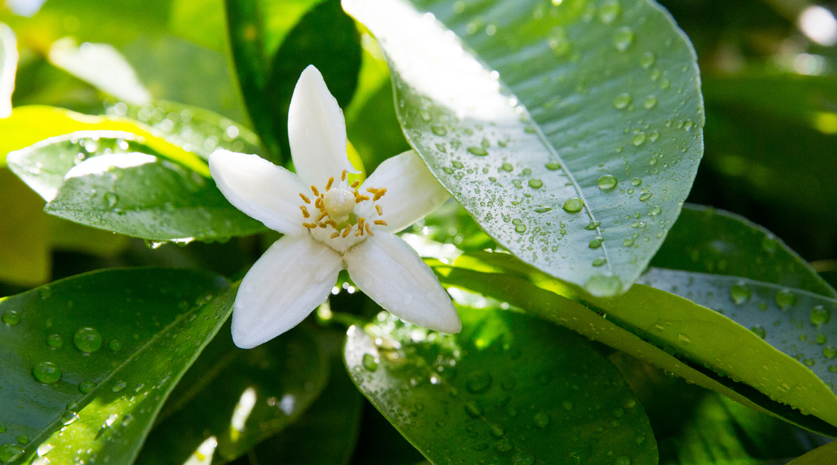 Neroli