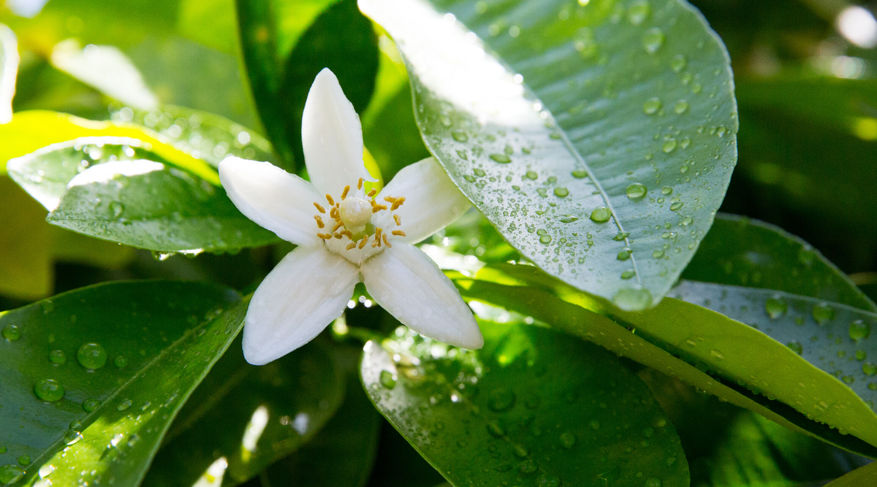 Neroli