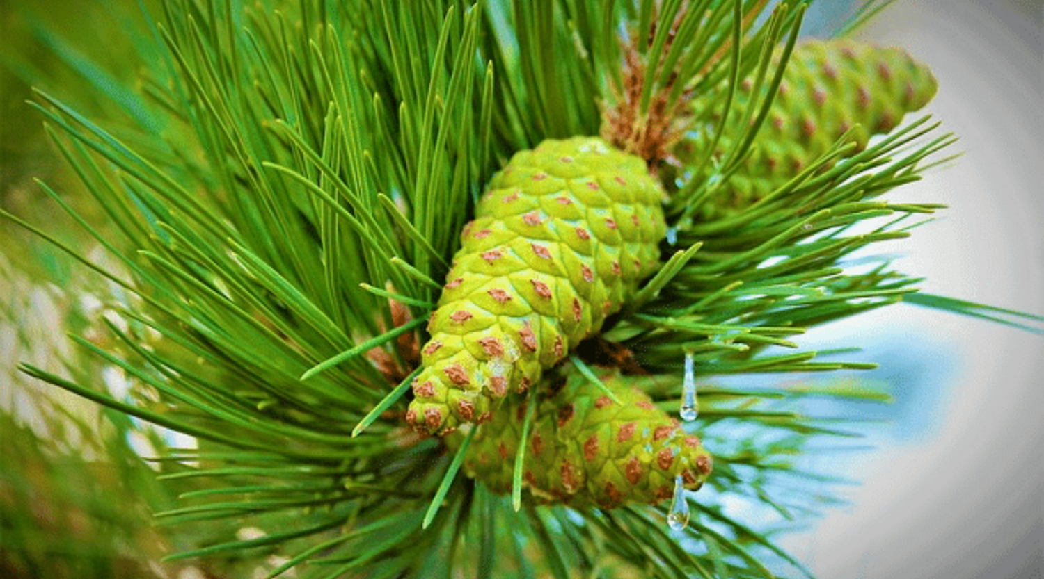 Pine Leaf