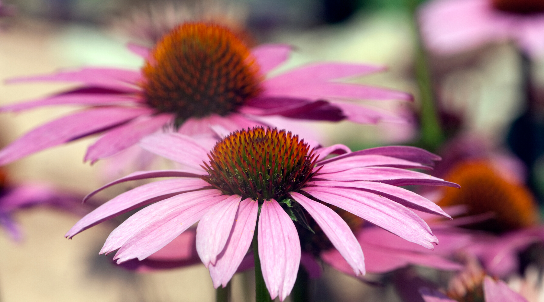 Purple Coneflower