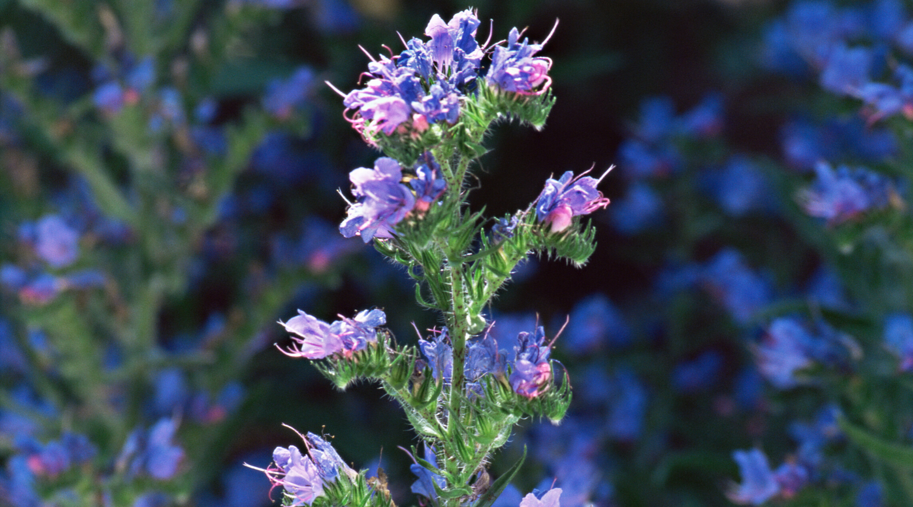 Purple Viper's-bugloss