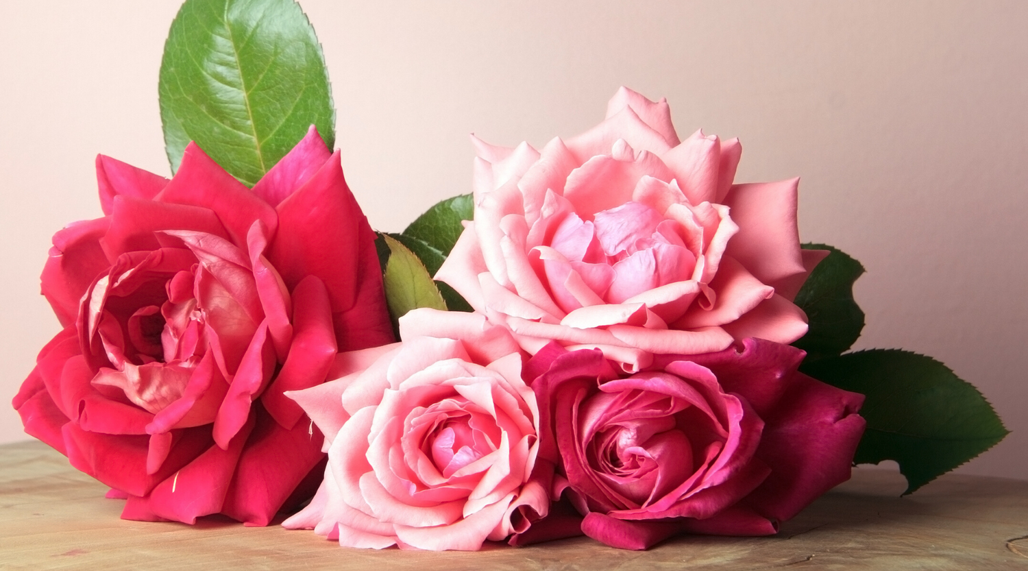 Rose Flower