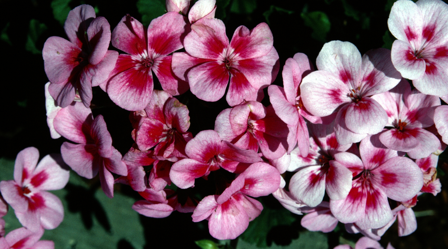 Rose Geranium