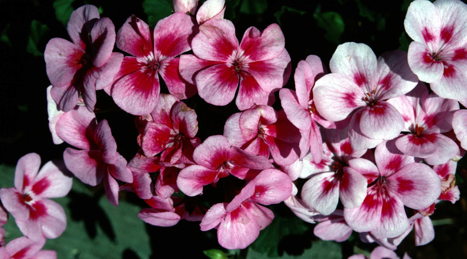 Rose Geranium