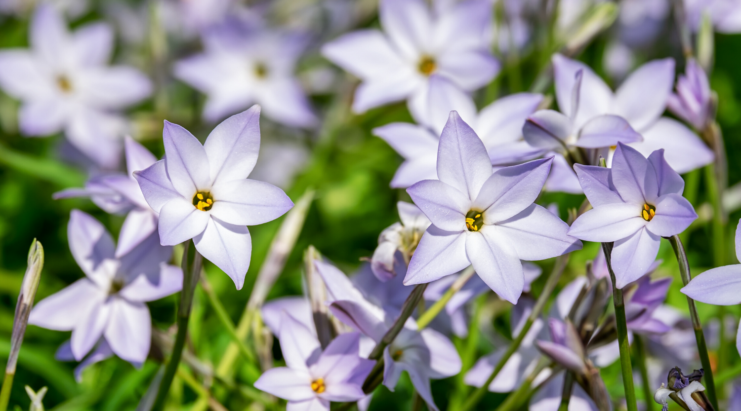 Starflower