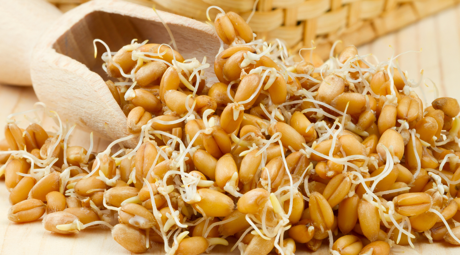 Wheat Germ