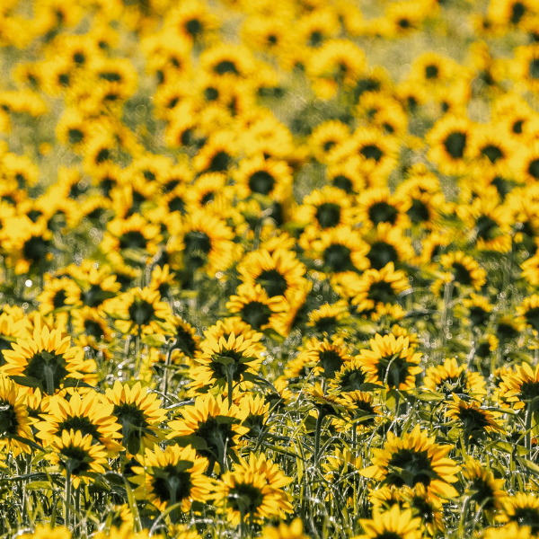 Sunflower Seed Oil