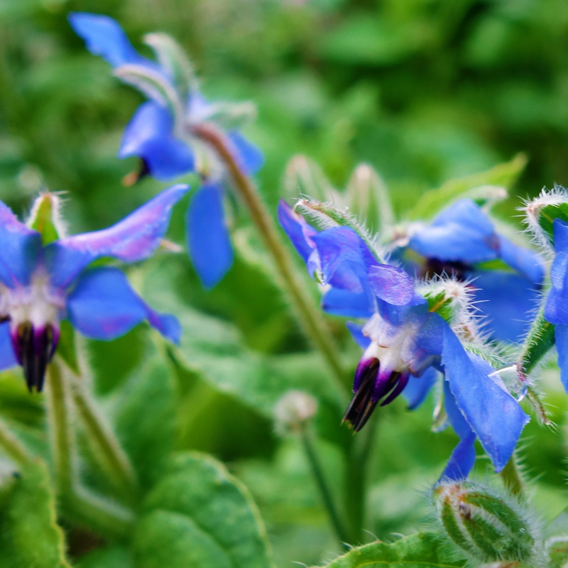 Borage Leaf Extract