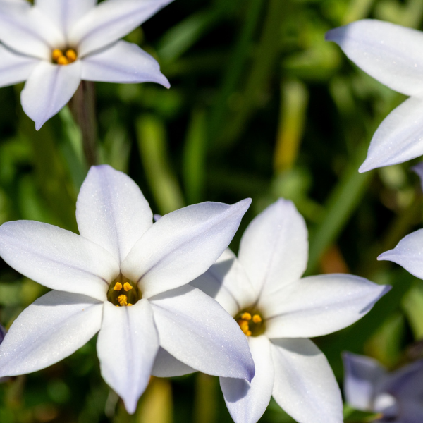 Starflower Leaf Extract